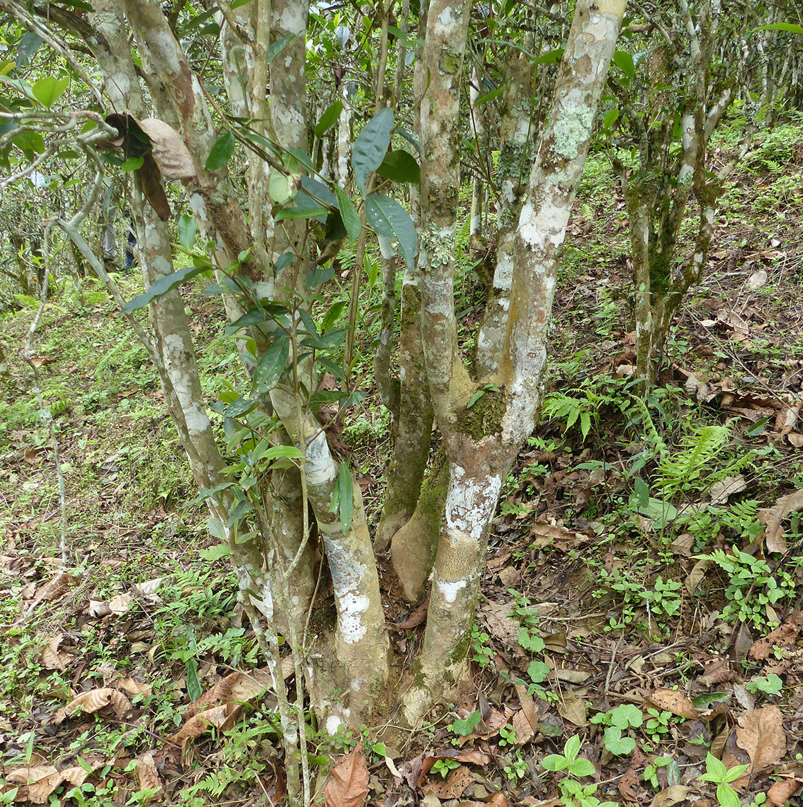 P1070239