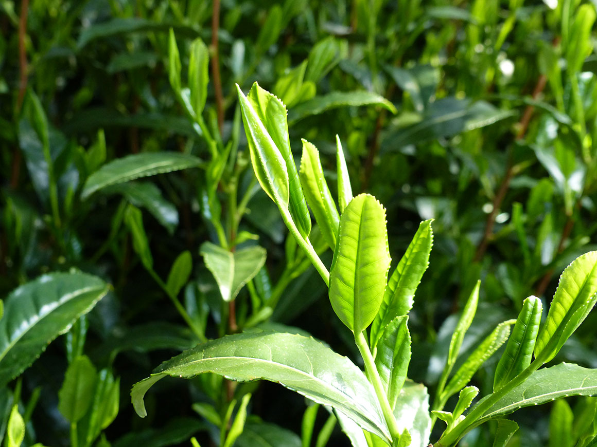 P1090869